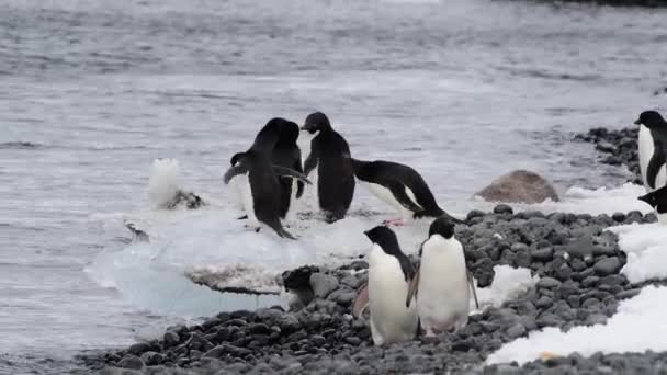 Адели Пингвины на пляже в Антарктиде — стоковое видео