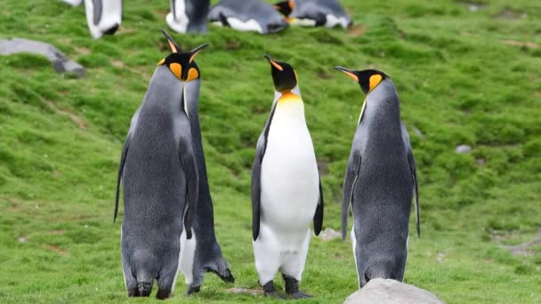 King Penguins στην παραλία της Νότιας Γεωργίας — Αρχείο Βίντεο