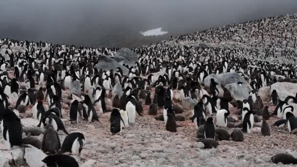 Adelie penguenleri Antarktika içinde belgili tanımlık yuva üzerinde — Stok video