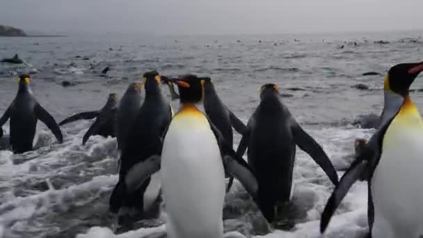 King Penguins sur la plage en Géorgie du Sud — Video