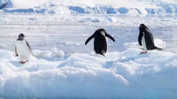 Antarktika buz üzerinde Gentoo penguenleri — Stok video