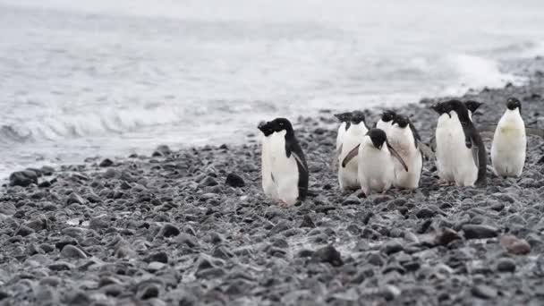 Pingüinos Adelie caminar a lo largo de la playa — Vídeo de stock