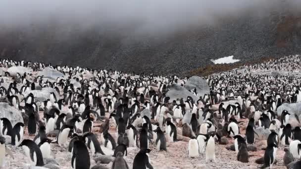 Adelie Penguins na hnízdě v Antarktidě — Stock video
