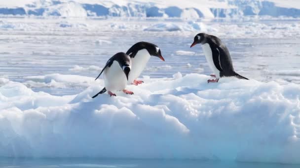 Gentoo Penguins en el hielo en la Antártida — Vídeo de stock