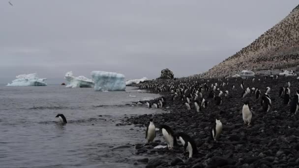 Adelie Penguins berjalan di sepanjang pantai — Stok Video