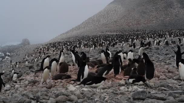 Pingüinos Adelie en el nido en la Antártida — Vídeo de stock