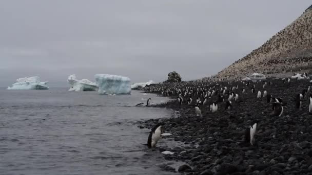 Pingüinos Adelie caminar a lo largo de la playa — Vídeo de stock