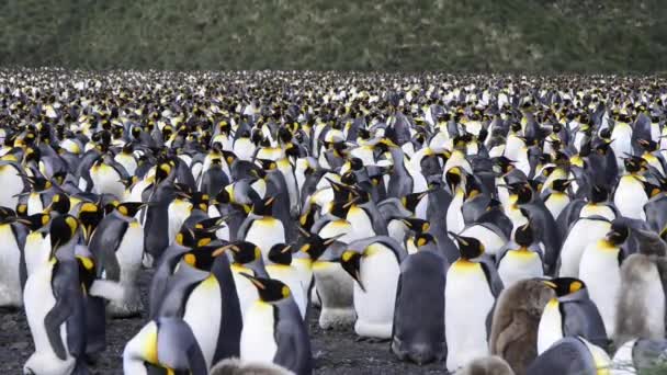 Король пінгвін — стокове відео