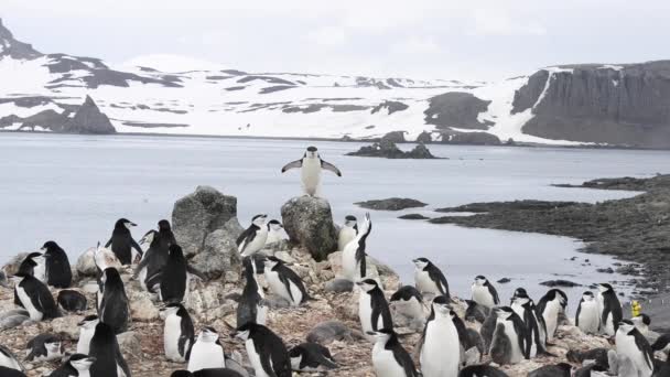 Чинстрап-пингвин — стоковое видео