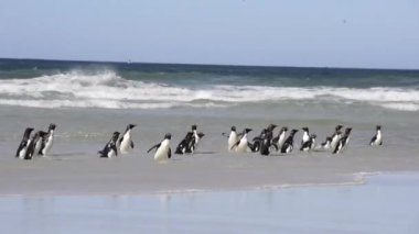 rockhopper pengueni