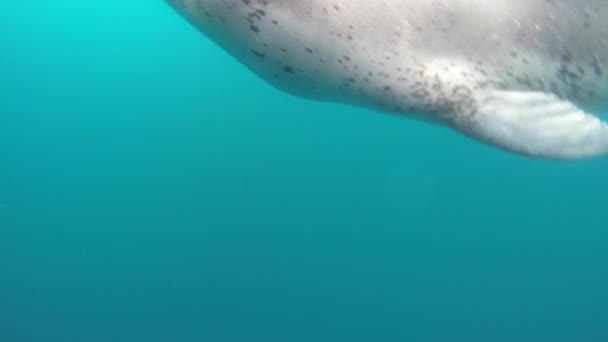 Печать леопарда в ледяной воде — стоковое видео