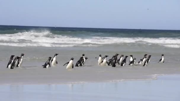 Pingüino rockhopper — Vídeo de stock