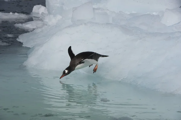 Pinguim gentoo — Fotografia de Stock