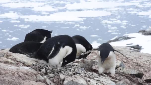 Nido de pingüinos Adelie — Vídeo de stock