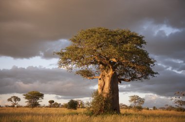 Baobab