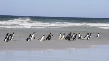 rockhopper pengueni
