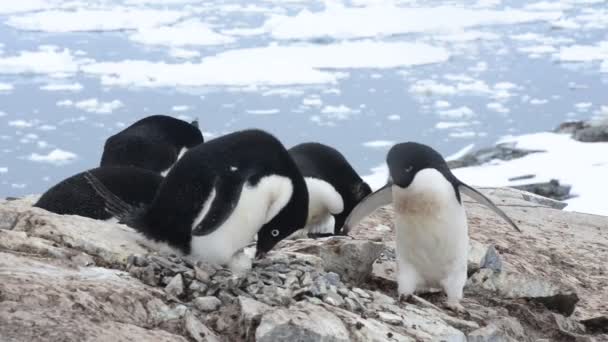 Аделі пінгвін — стокове відео