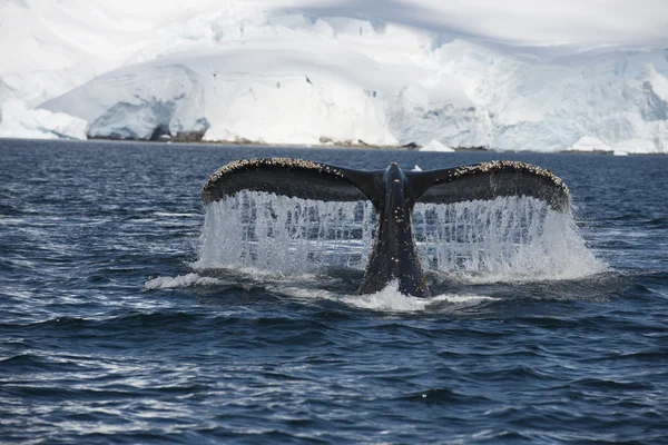Humpback Whale tail — Stock Photo, Image