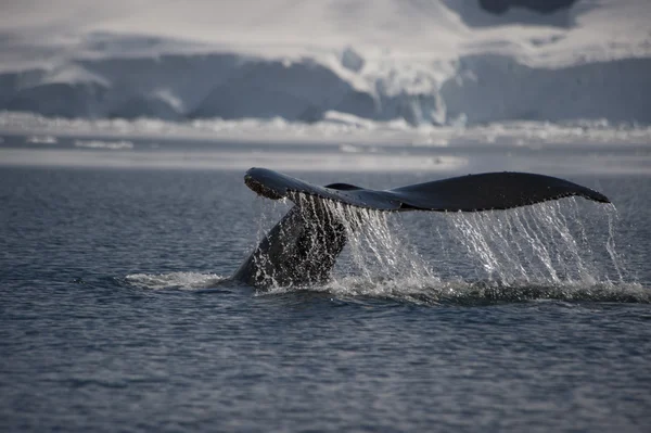 突背クジラの尾 ストックフォト