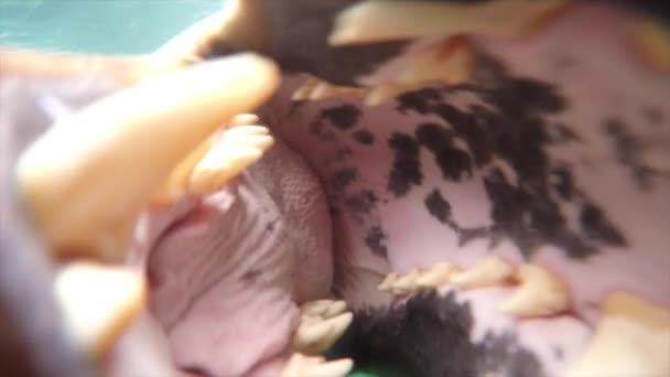 Leopard Seal under water — Stock Video