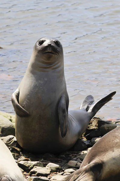 Baby Elephant Seal — Stock fotografie