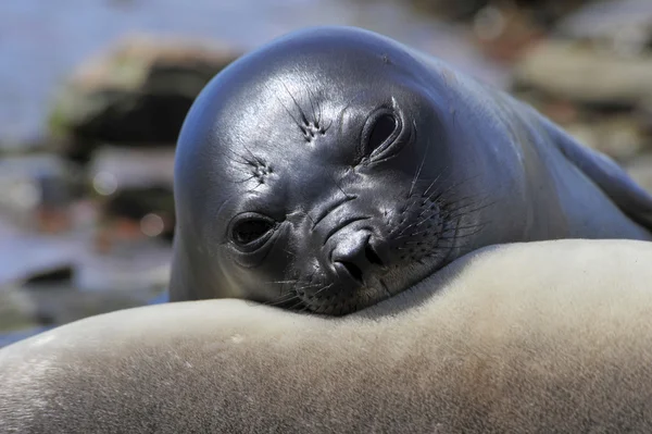 Elefante Seal mirada agradable — Foto de Stock