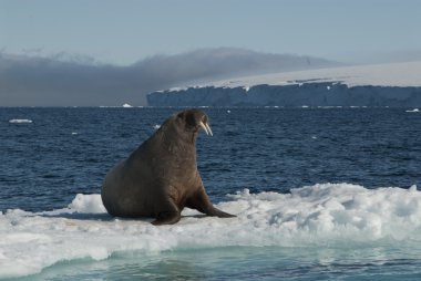 Walrus on an ice floe clipart