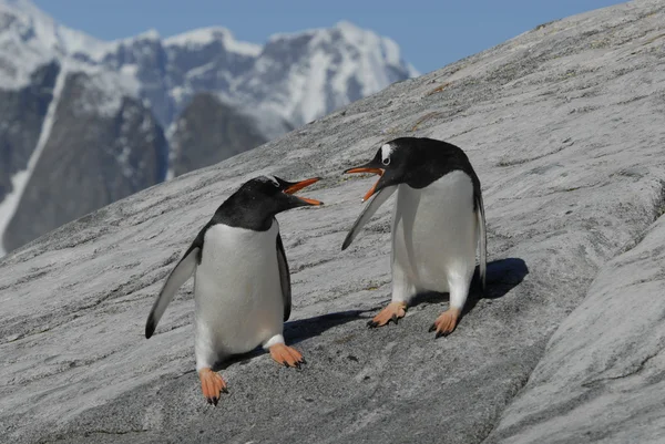 Два Gentoo пінгвіни — стокове фото