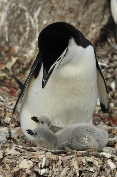 Chinstrap Pinguino con pulcino — Foto Stock