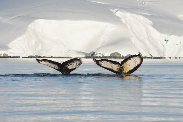 Queue de baleine à bosse — Photo