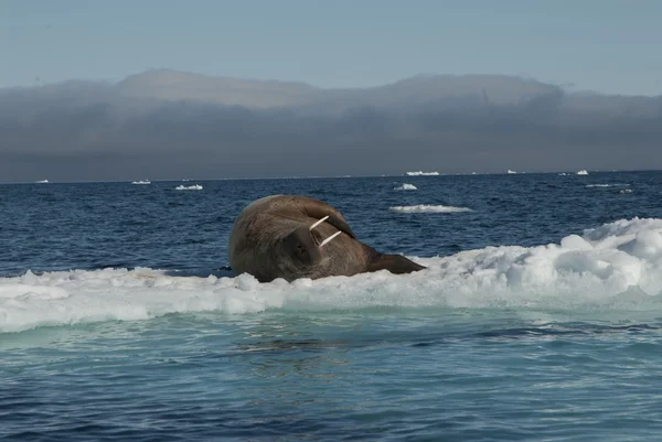 Walrus op een pakijs — Stockfoto