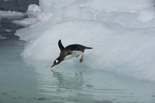 Gentoo Pinguin springt vom Eis — Stockfoto
