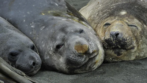Three Elaphant Seals — Stock Photo, Image