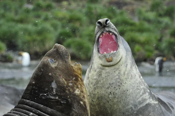 Elefante Seal lotta — Foto Stock