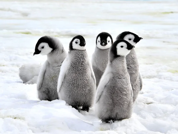 Emperador pingüino polluelos —  Fotos de Stock