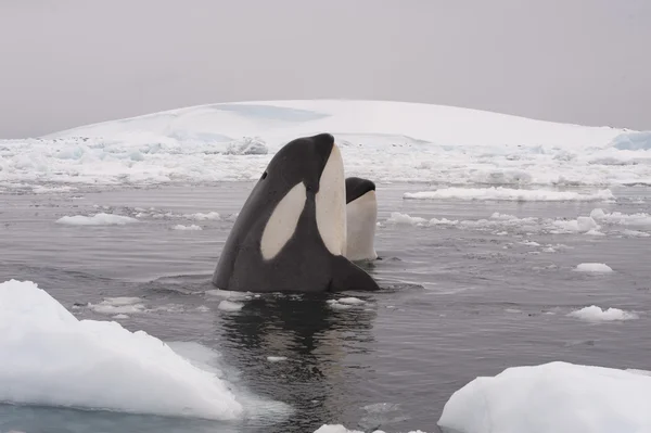 Dos ballenas asesinas Imágenes de stock libres de derechos