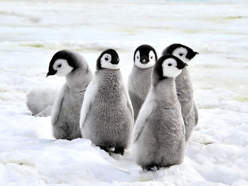 皇帝ペンギン写真素材 ロイヤリティフリー皇帝ペンギン画像 Depositphotos