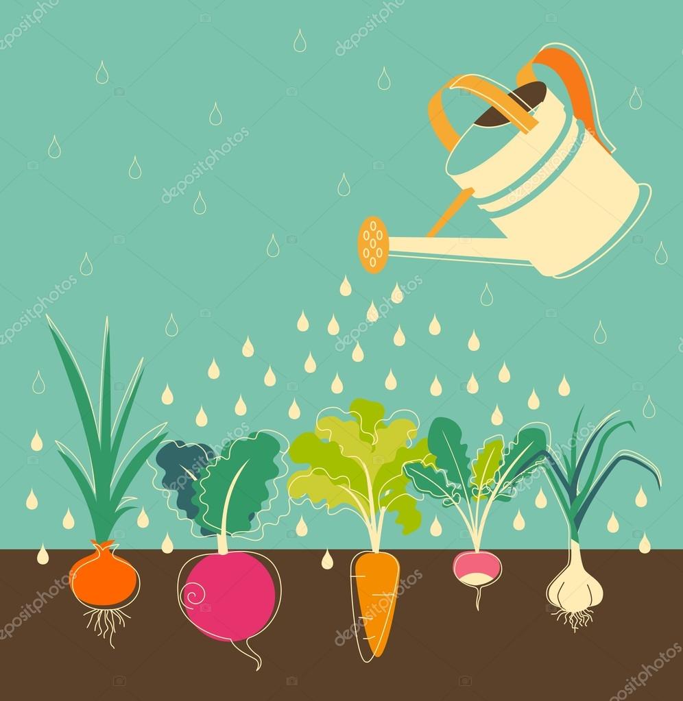 Vegetables garden watering — Stock Vector © evellean 59192113