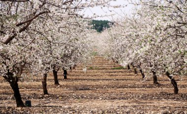 pembe ve beyaz çiçekler
