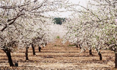 pembe ve beyaz çiçekler