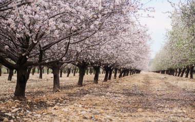 pembe ve beyaz çiçekler