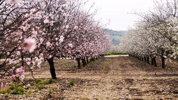 Fiori rosa e bianchi — Foto Stock