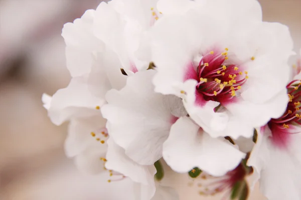 Roze en witte bloemen — Stockfoto