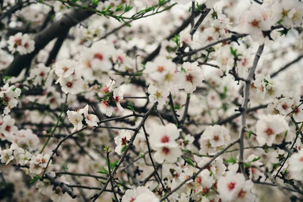 Roze en witte bloemen — Stockfoto