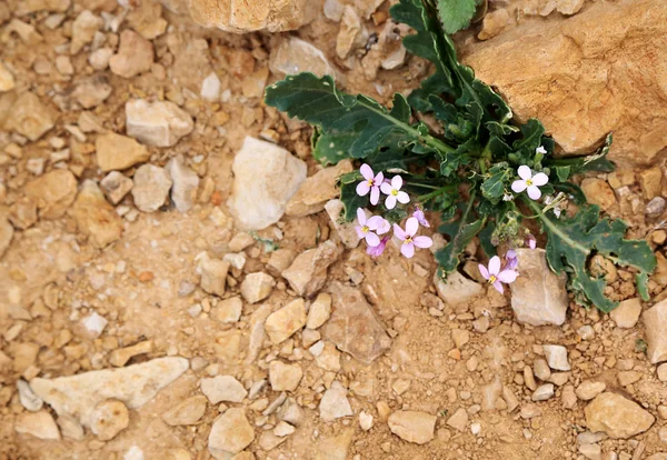 Flores que crescem na terra seca — Fotografia de Stock