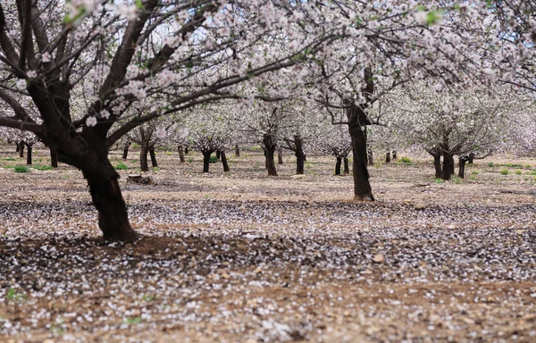 Bellissimo giardino primaverile — Foto Stock