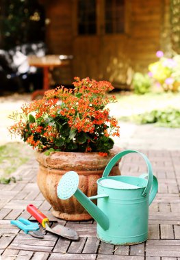 Bahçe aletleri ve çiçekler.