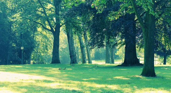 Parc în vară — Fotografie, imagine de stoc