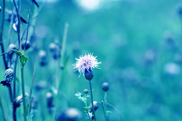 Macro floral background — Stock Photo, Image