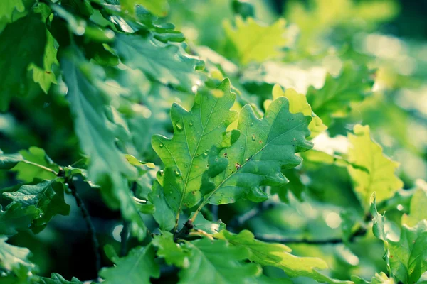 Oak green leaves — Stock Photo, Image